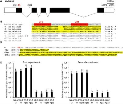 TALEN-Based HvMPK3 Knock-Out Attenuates Proteome and Root Hair Phenotypic Responses to flg22 in Barley